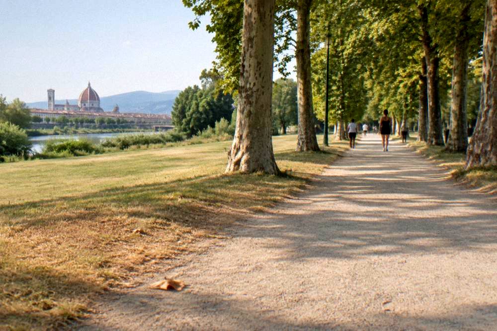 A wide gravel path running under tall plane trees in the riverside park, dry grass verges and open mown lawns beyond, a fallen leaf and a worn benchless stretch of dust in the foreground