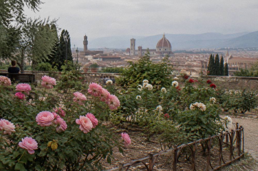 Close across a low rose bed in the Giardino delle Rose, rusted iron bed edging and dry soil between blooms, hazy tiled rooftops of the Oltrarno rising behind the garden wall